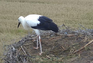 Obraz podglądu z kamery internetowej storks Nietulisko